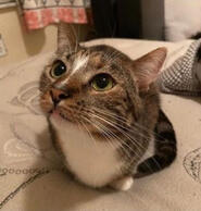 Twts I main and faves